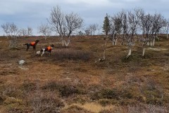 Kuva ©Pekka Jantunen