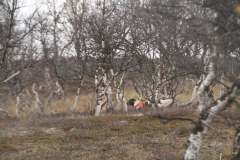 Kuva ©Mikko Hirvokoski